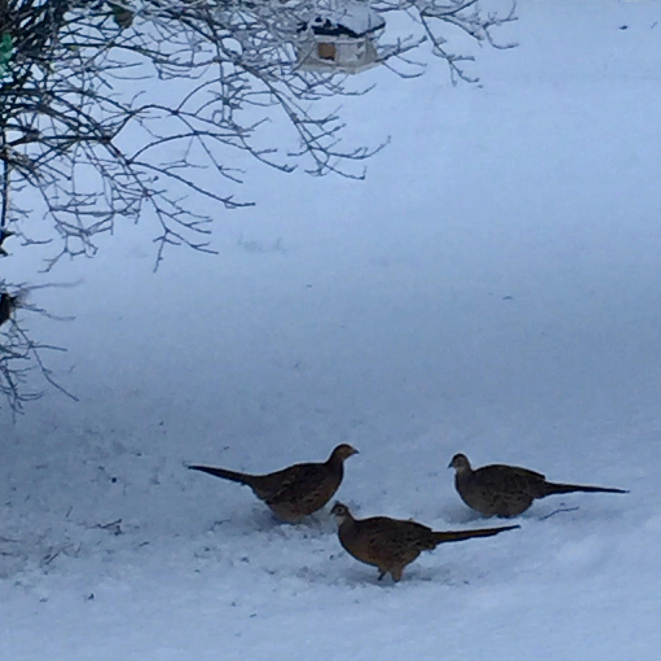 Our three pheasants visiting Three Pheasants Boutique Bed and Breakfast