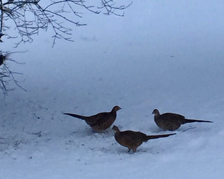 Our three pheasants visiting Three Pheasants Boutique Bed and Breakfast