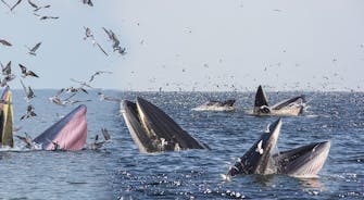 ปลาวาฬบรูด้า