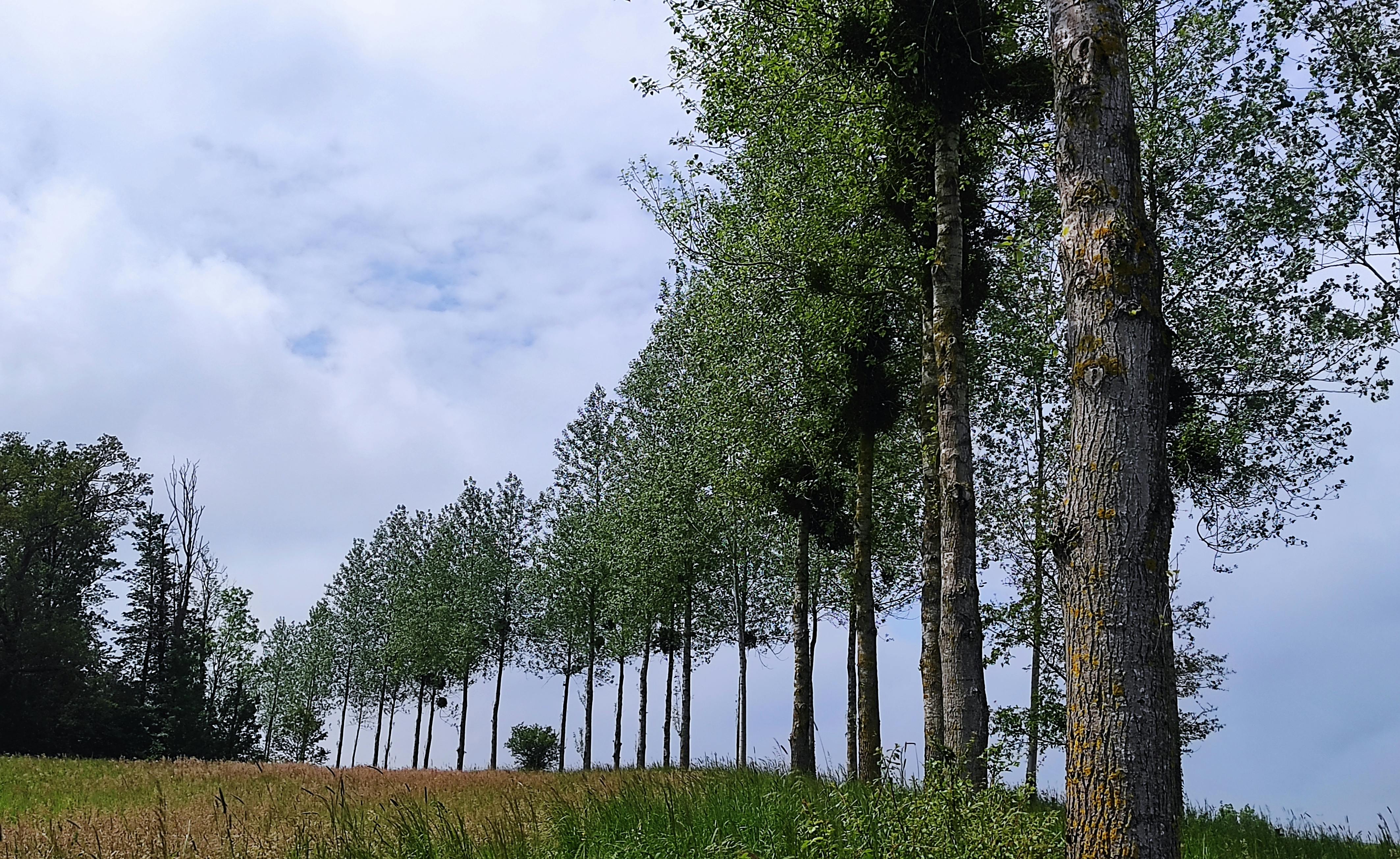 Beautiful row of trees seen on a walk near La Maison Vienvenue in Anthines, Vien, ideal for hikers and cyclists.