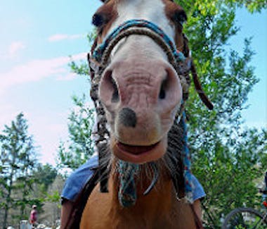 Rockin L Ranch Horse Back Riding. Address: 8145 110 Ave, Evert, Michigan 49631
