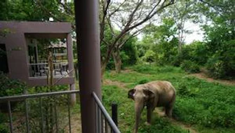 Double Forest View Room