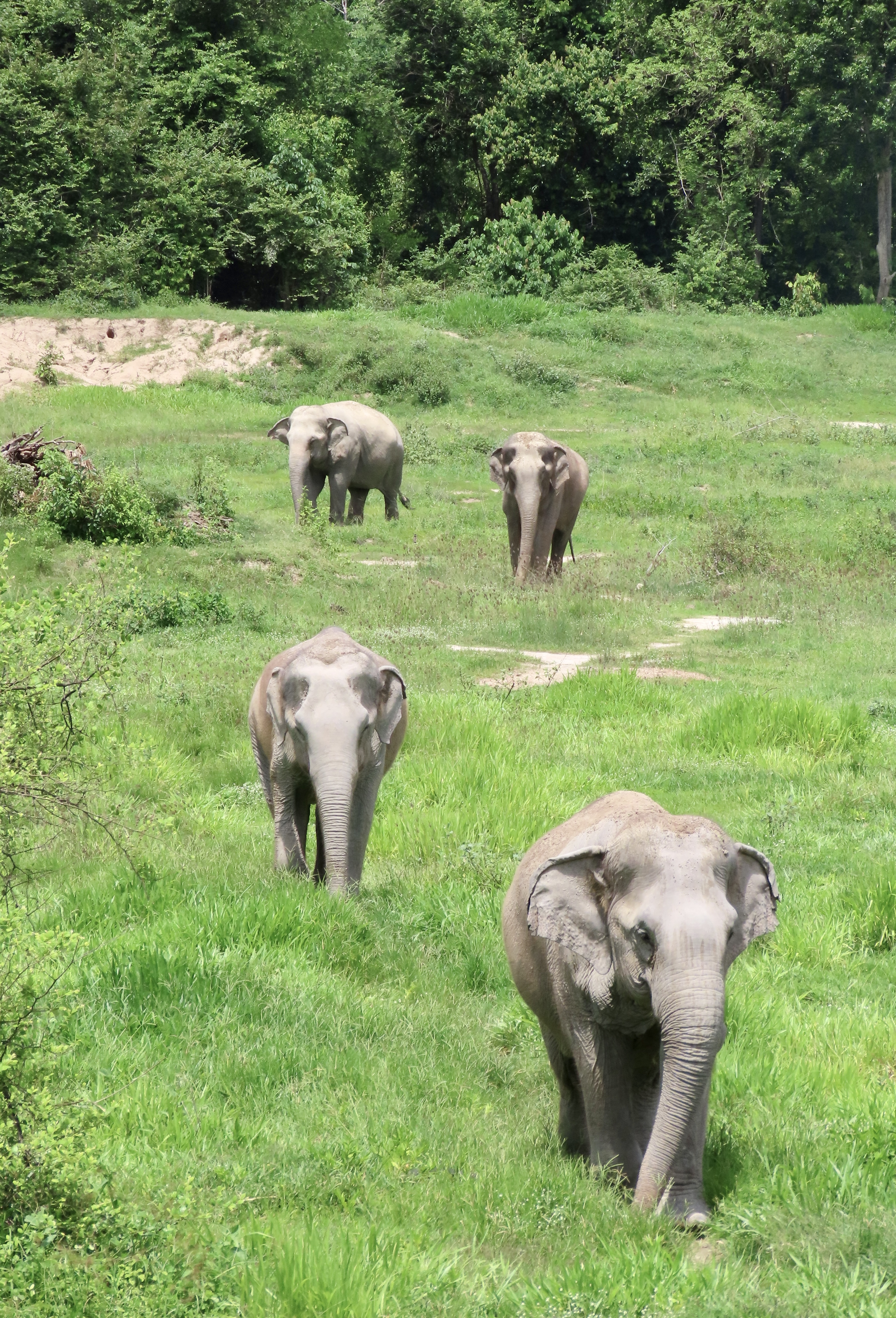 GIANT Elephant Buffet 