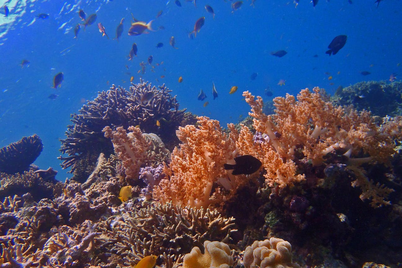 Bangsring Breeze snorkelling trips to Menjangan Island