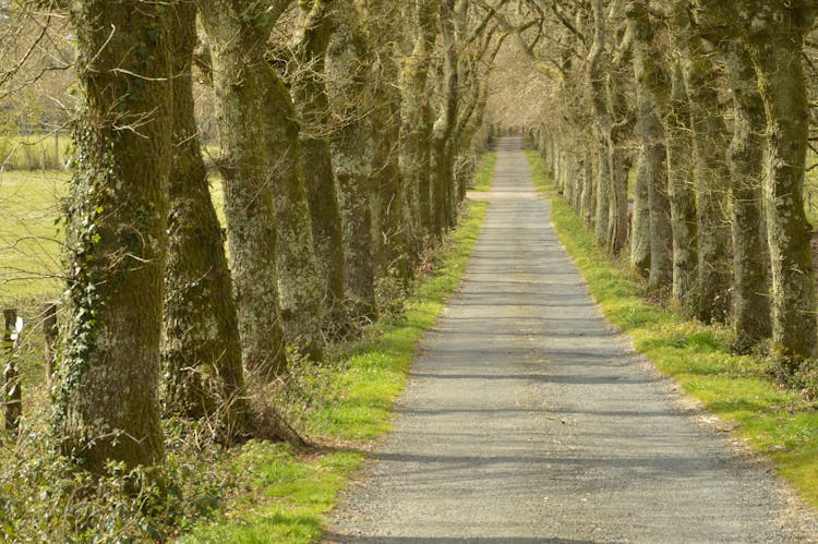 Oak lined road