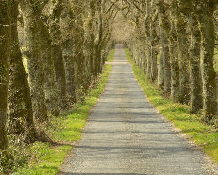 Oak lined road