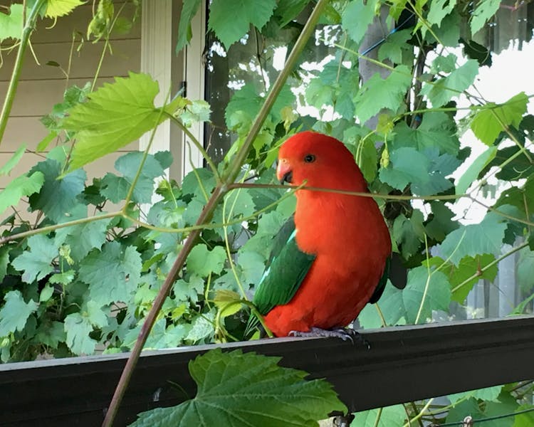 Abundant Birdlife on Anderley property with friendly King Parrots