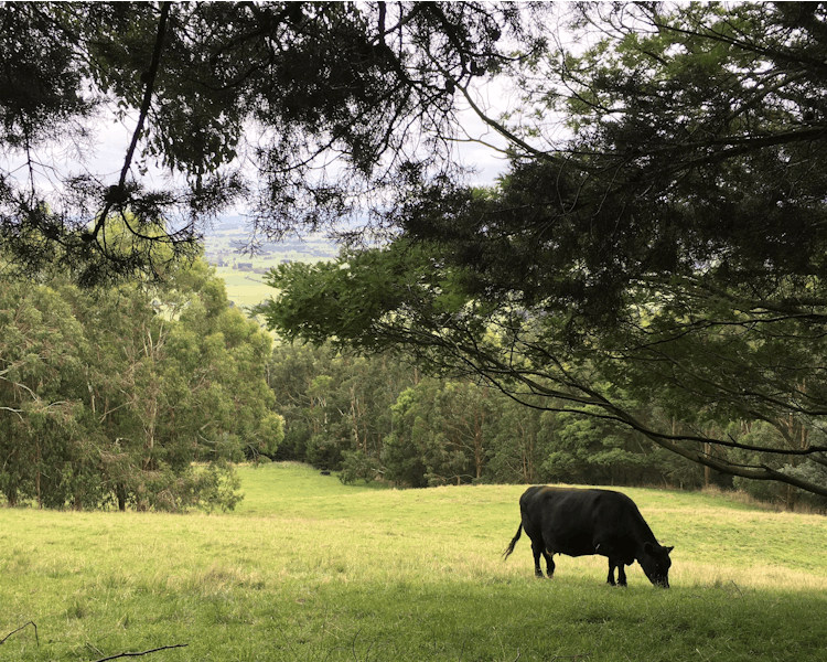 Anderley is on 35 acres and cattle graze near the cottages.