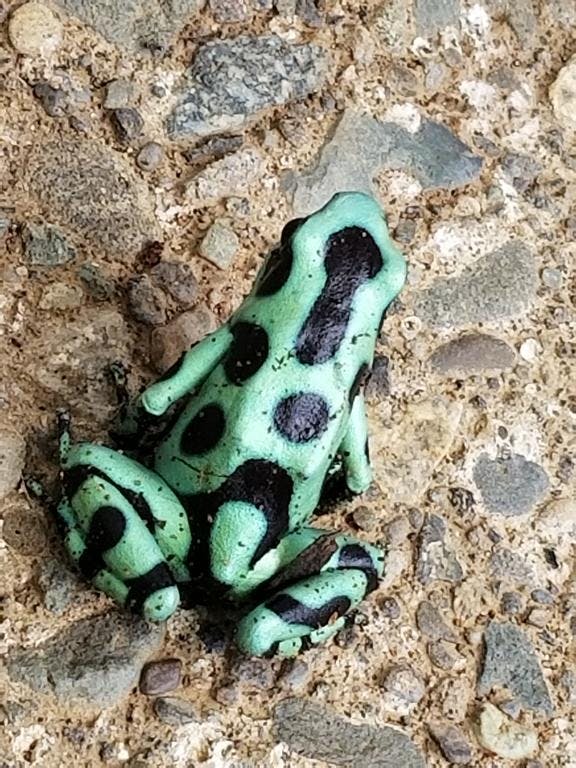 Poison Dart Frog
