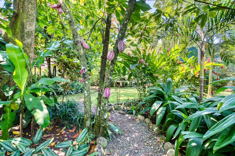 Cacao and garden path