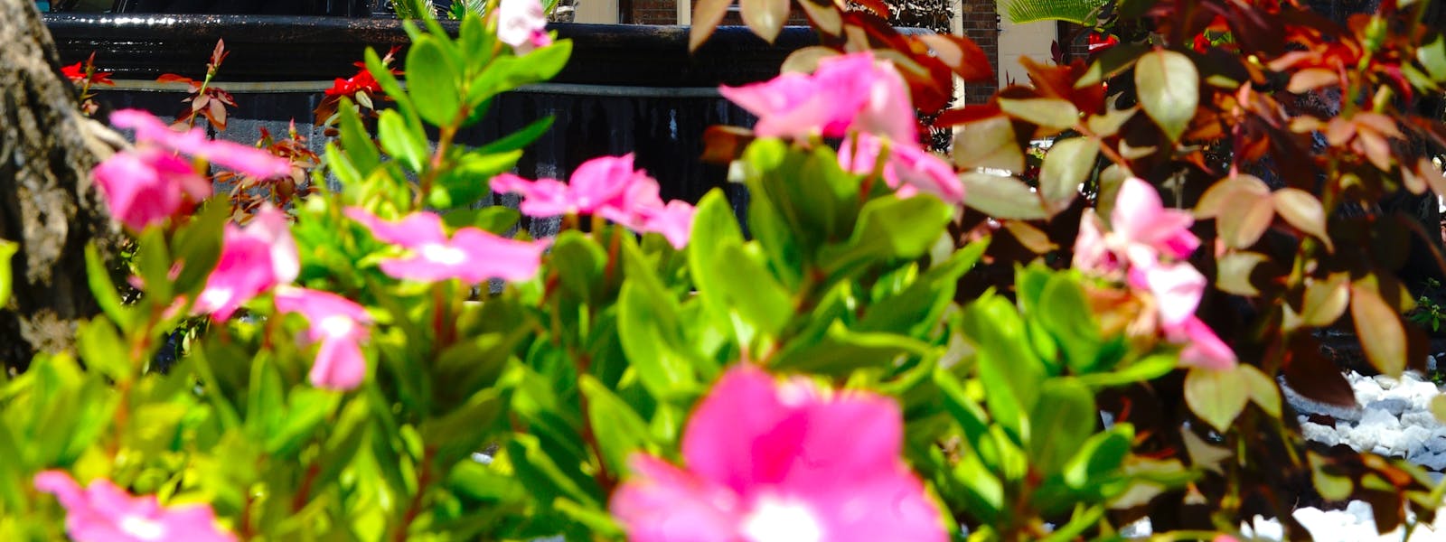 Savannah, Inn, Suites, garden, barbecue, hotel, motel, king, king bedrooms, entrance, palm, garden, savannah inn and suites