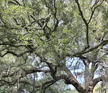 Savannah, Downtown, Forsyth Park, Savannah River, Savannah Inn, Attractions, Walking Tour, Tours, Sightseeing, ghosts