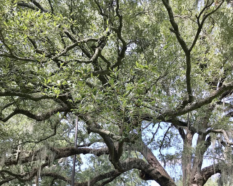 Savannah, Downtown, Forsyth Park, Savannah River, Savannah Inn, Attractions, Walking Tour, Tours, Sightseeing, ghosts