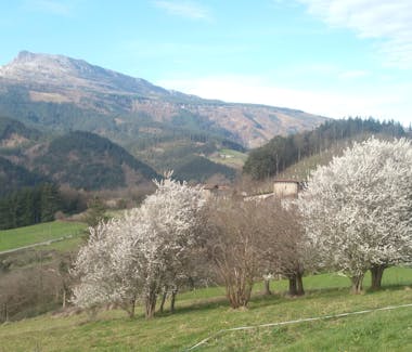 Ciruelos en flor en Ellauri