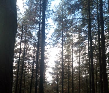 Bosque de pinos en Finca Ellauri