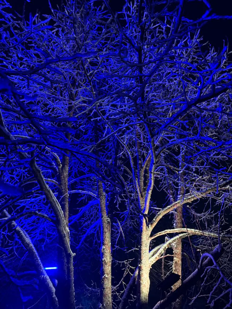 Arbre illuminé