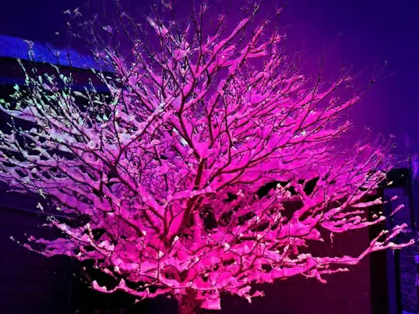 Arbre illuminé