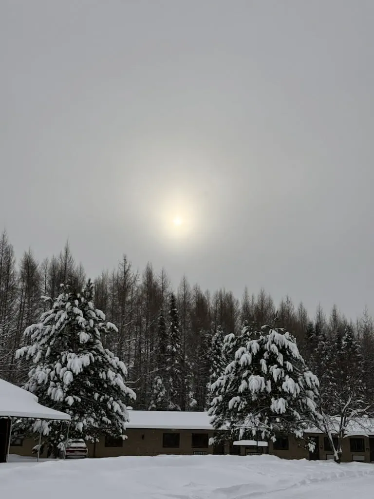 Nice trees in the winter 2025/26