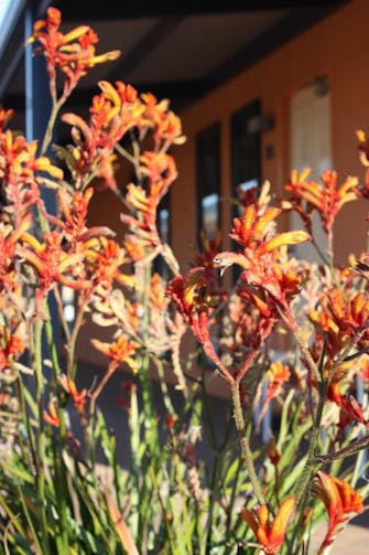 The View on Hannans exterior with wildflowers