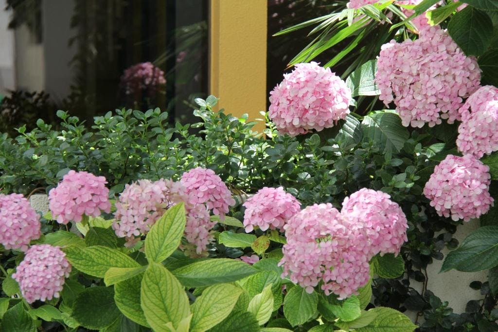 Twin Room with Garden View