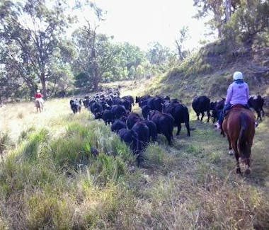 Horse Riding on trails at Emu Creek