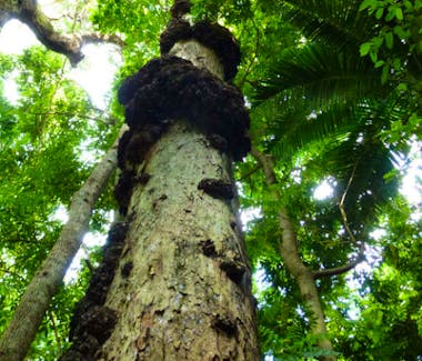 Ravensbourne National Park attraction close to Vacy Hall Toowoomba's Grand Boutique Hotel