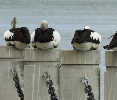#Pelican get together at American River
