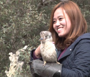 #Kookaburra experience on Kangaroo Island