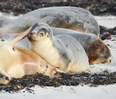 #Lazing around at Seal Bay Conservation Park