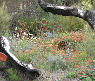 #Australian native plants at Stokes Bay Bush Garden
