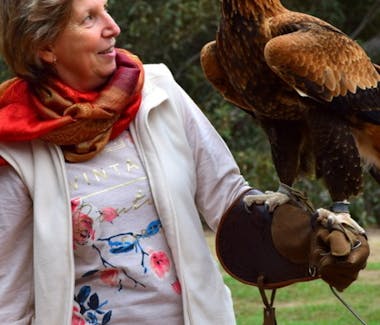 #Eagle experience at Raptor Domain Kangaroo Island