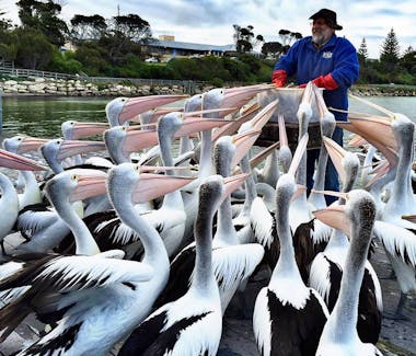#Pelican feeding in Kingscote on Kangaroo Island
