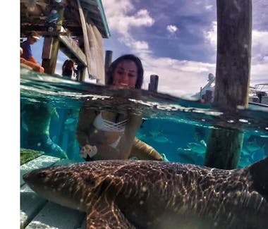 friendly sharks