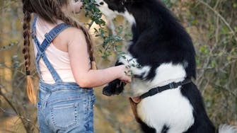 Happy Hour Goat - Away in Alvin, Texas