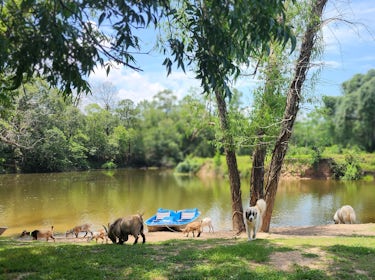 Farm Stay, Alvin Texas 1