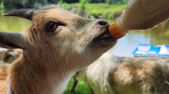 Farm Stay near Houston and Galveston with goats