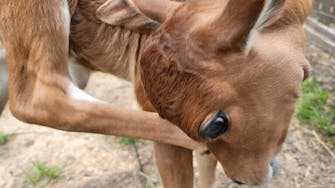 Animal-assisted therapy mini cow with guests