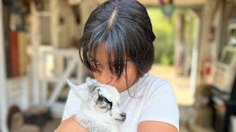 Animal-assisted therapy goats with guests