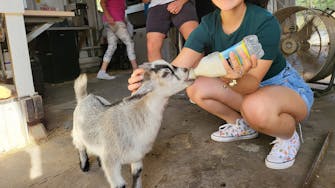 Animal-assisted therapy goats with guests