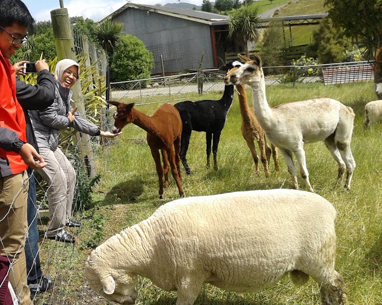 Guests feed friendly Alpaca and Sheep The Reservation B&B Gore