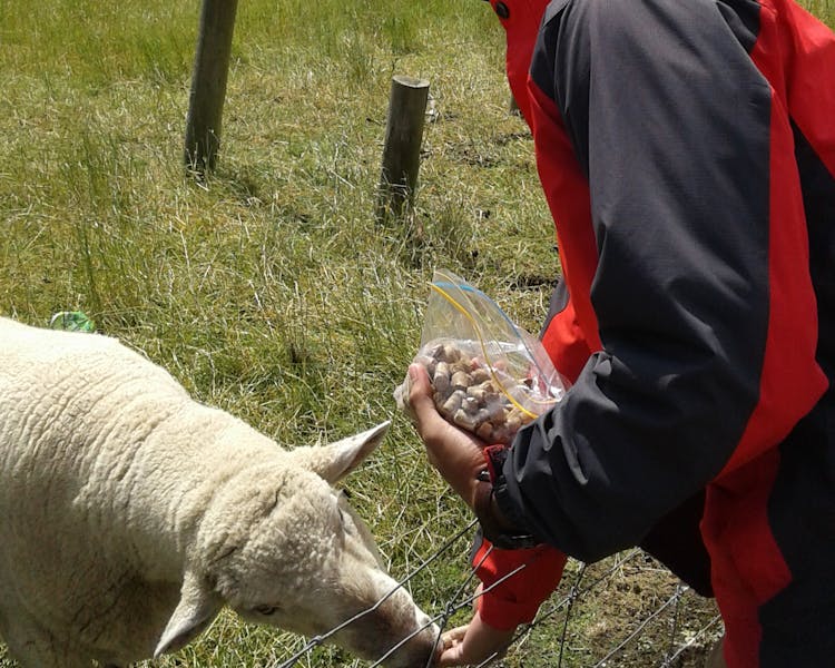 Guest feeding friendly Sheep The Reservation B&B Gore