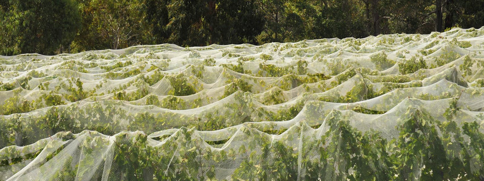 Grapevines, Margaret River region