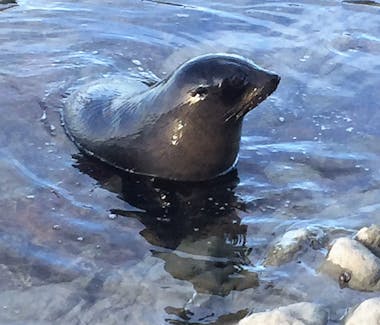 The locals - NZ fur seals