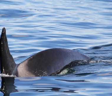 The locals - Orca passing through