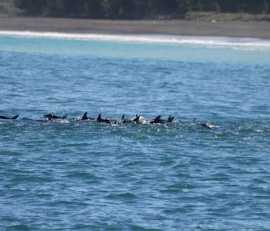 The locals - mega-pod of dolphin