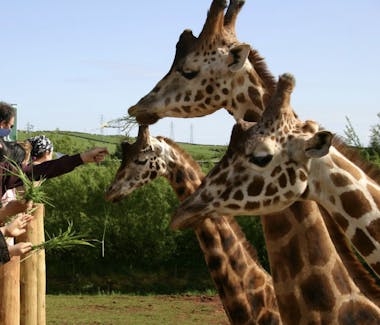 Giraffe feeding at South Lakes Safari Zoo