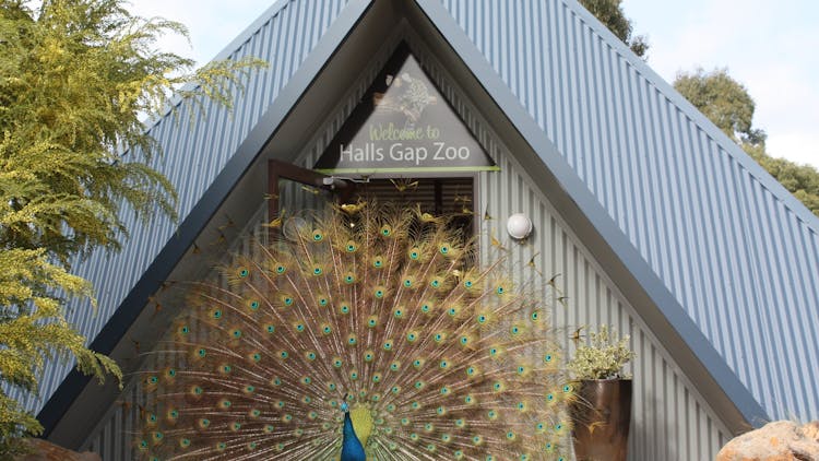 Halls Gap Zoo