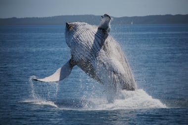 Whales breaching safely in the Bay