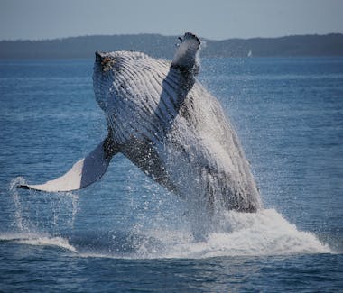 Whales breaching safely in the Bay
