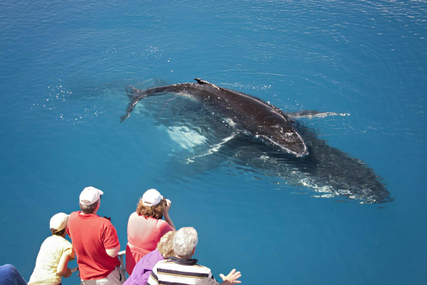 Hervey Bay is the whale watching capital of Australia
